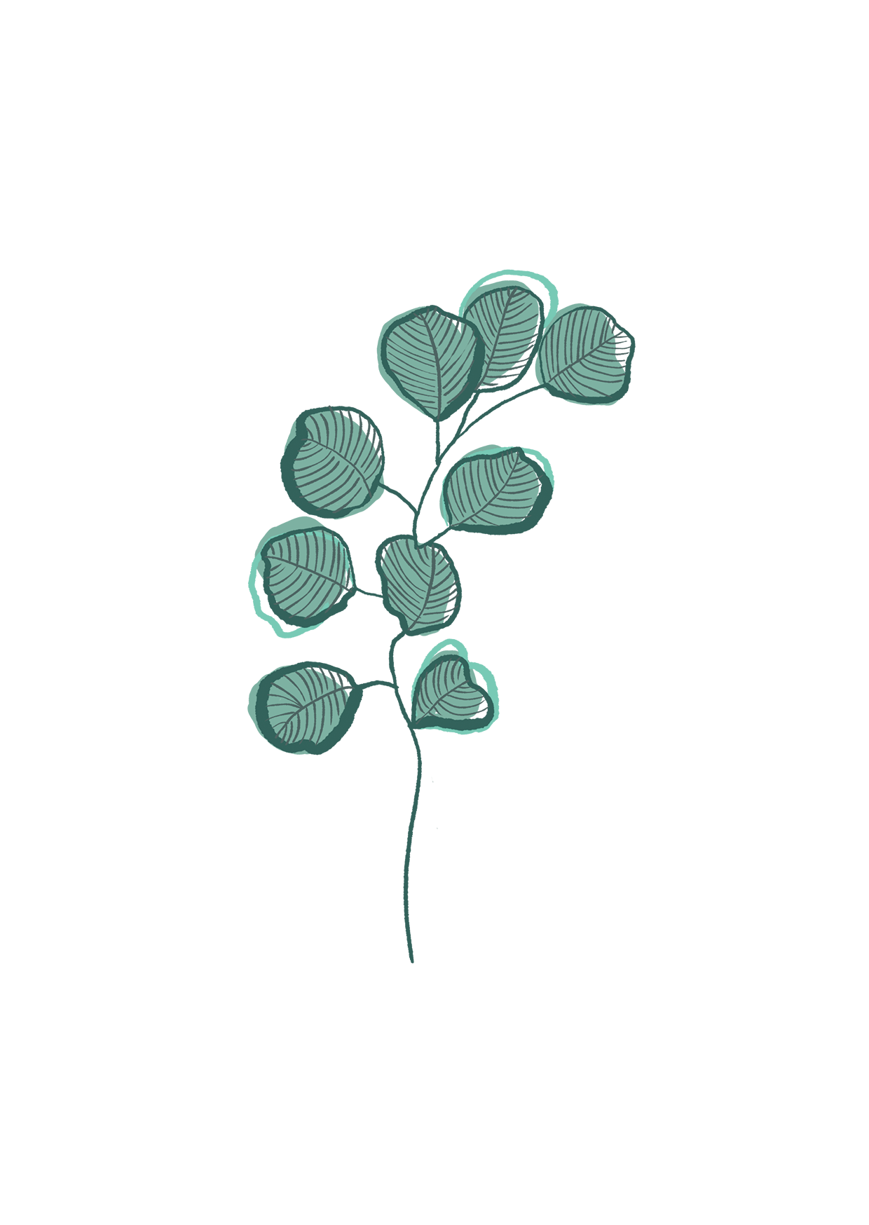 Eucalyptus